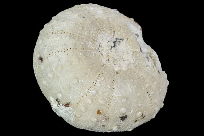 Fossil Sea Urchin (Heterodiadema) - Morocco #104492